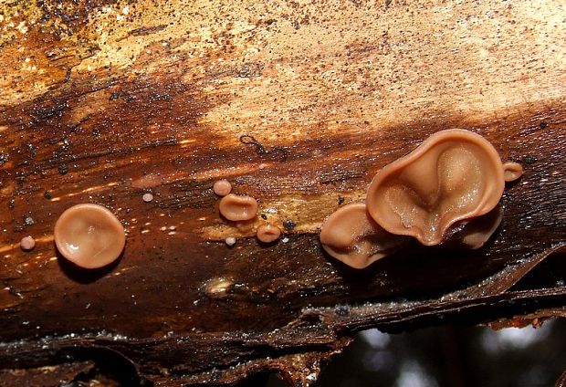 uchovec bazový Auricularia auricula-judae (Bull.) Quél.