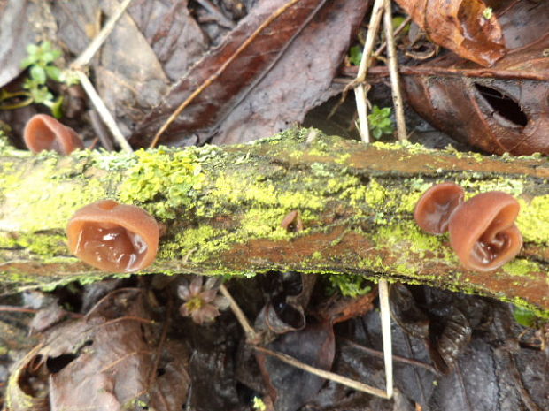 uchovec bazový Auricularia auricula-judae (Bull.) Quél.