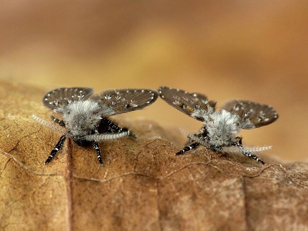 Clogmia albipunctata Williston, 1893