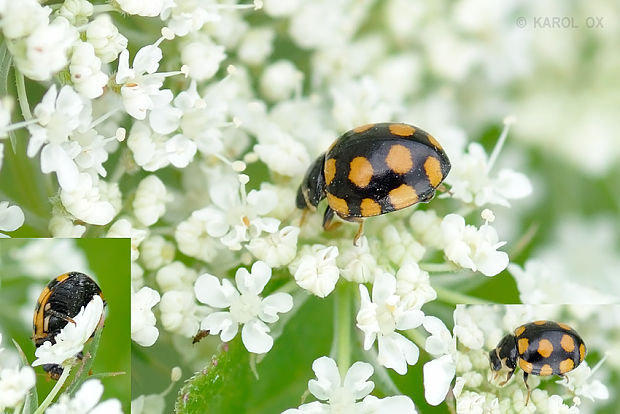 lienka štrnásťškvrnná Coccinula quatuordecimpustulata