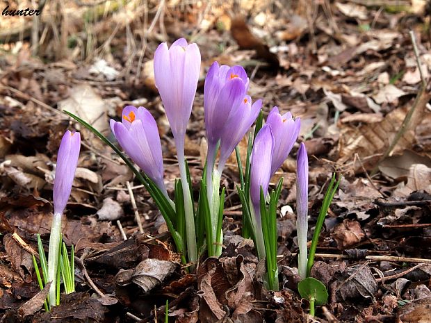 šafran spišský Crocus discolor G. Reuss