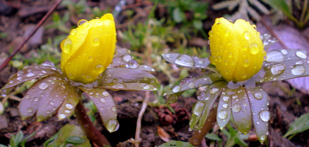 tavolín zimný Eranthis hyemalis (L.) Salisb.