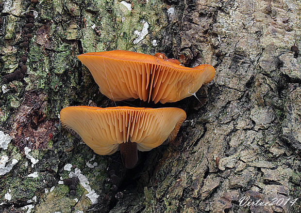 plamienka Flammulina sp.