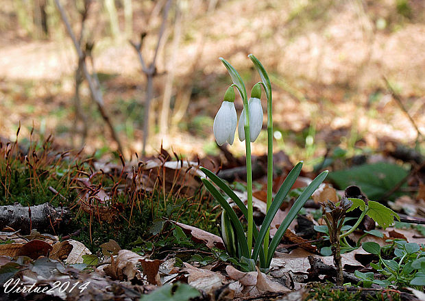 snežienka jarná Galanthus nivalis L.