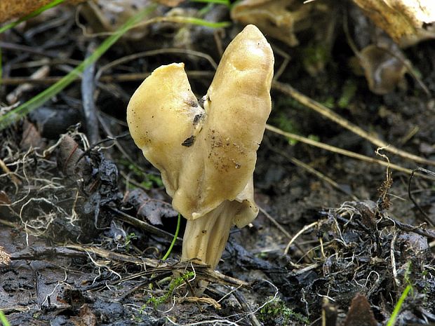 chriapač kučeravý Helvella crispa (Scop.) Fr.