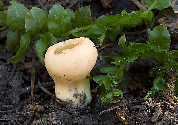 chriapač sosnový Helvella leucomelaena (Pers.) Nannf.