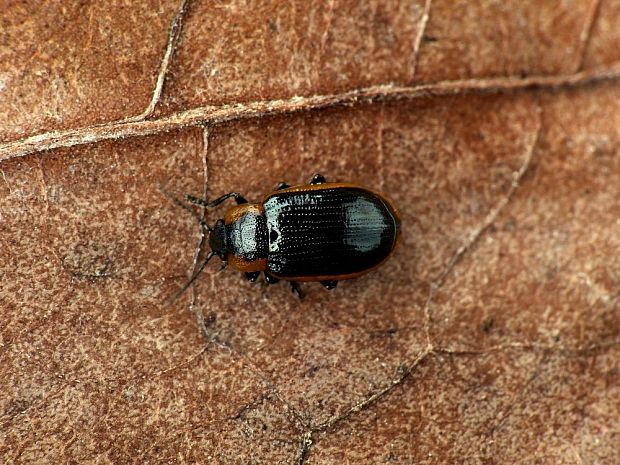 liskavka Hydrothassa marginella Linnaeus, 1758