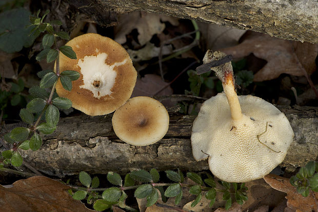 trúdnik zimný Lentinus brumalis (Pers.) Zmitr.