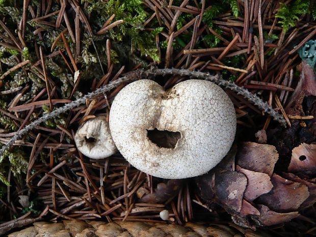 prášnica bradavičnatá Lycoperdon perlatum Pers.