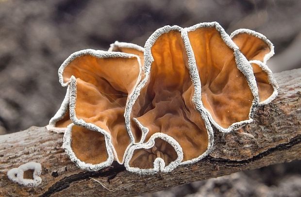 škľabka plstnatá Schizophyllum amplum (Lév.) Nakasone