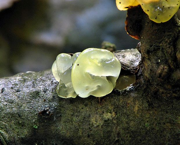 rôsolovka zlatožltá Tremella mesenterica Retz.