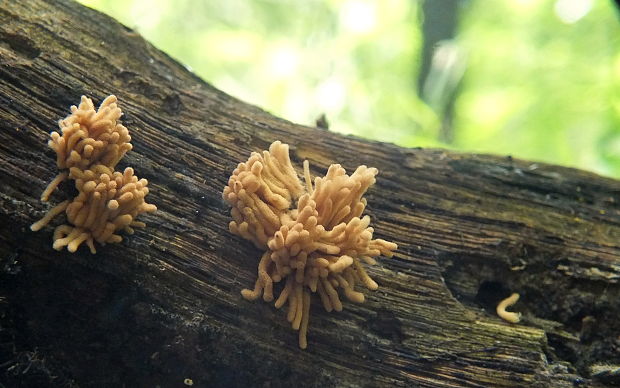 mištička ovisnutá Arcyria nutans (Bull.) Grev.