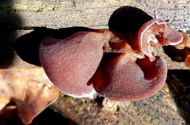 uchovec bazový Auricularia auricula-judae (Bull.) Quél.