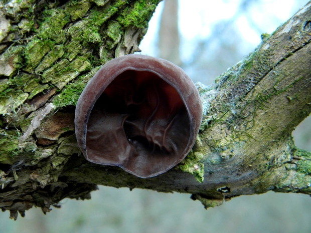 uchovec bazový Auricularia auricula-judae (Bull.) Quél.