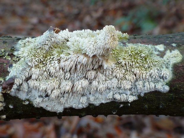 zubánka  Hyphodontia cf. barba-jovis  (Bull.) J. Erikss.