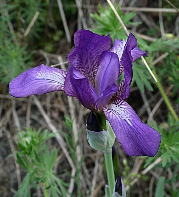 kosatec bezlistý uhorský Iris aphylla subsp. hungarica (Waldst. et Kit.) Hegi