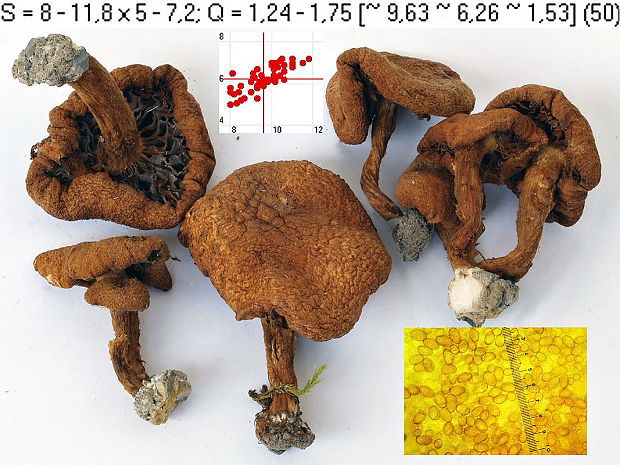 vláknica olivovohnedá Mallocybe dulcamara (Pers.) Vizzini, Maggiora, Tolaini & Ercole