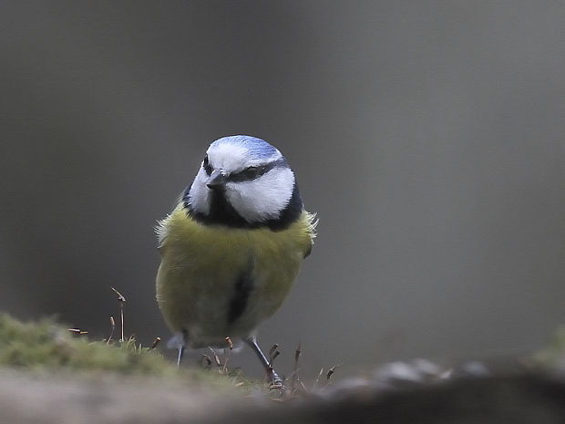 sýkorka belasá Parus caeruleus