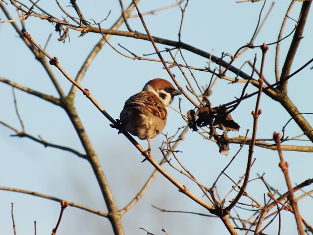 vrabec poľný Passer montanus