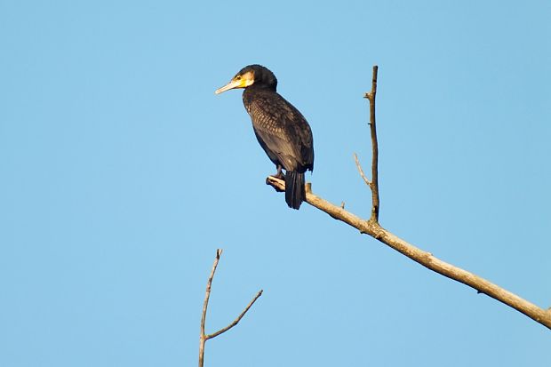 kormorán velký Phalacrocorax carbo