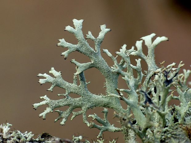 pakonárnik otrubový Pseudevernia furfuracea var. furfuracea (L.) Zopf