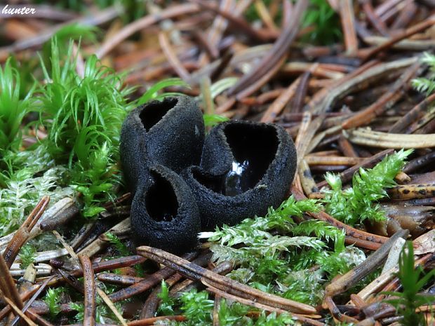 misôčka černastá Pseudoplectania nigrella (Pers.) Fuckel