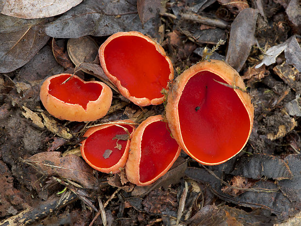 ohnivec rakúsky Sarcoscypha cf. austriaca (O. Beck ex Sacc.) Boud.