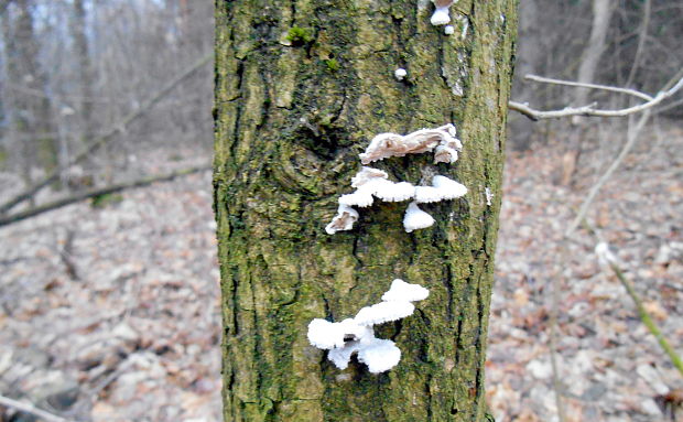 klanolupeňovka obyčajná Schizophyllum commune Fr.