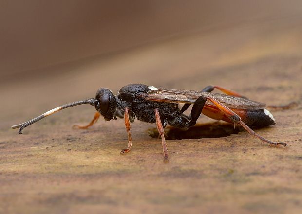 lumok Ichneumon bucculentus