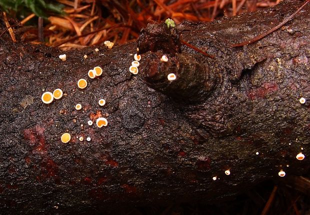 vlnuška Lachnellula sp.