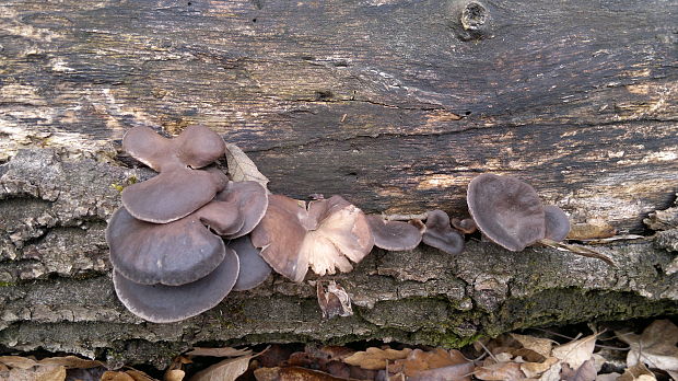 hliva ustricovitá Pleurotus ostreatus (Jacq.) P. Kumm.