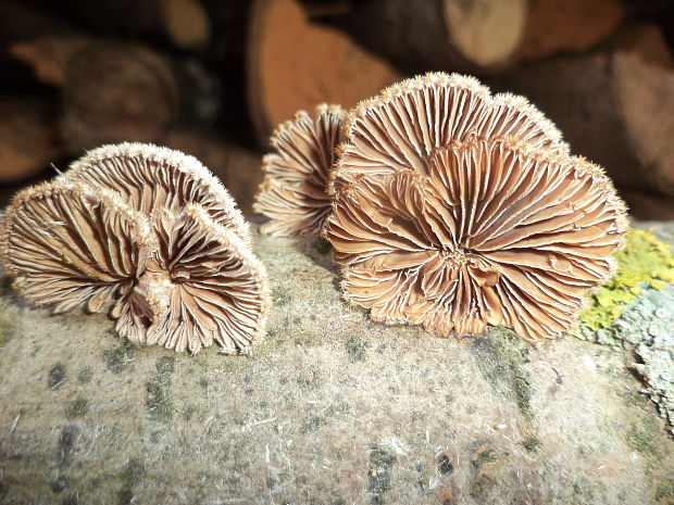 klanolupeňovka obyčajná Schizophyllum commune Fr.