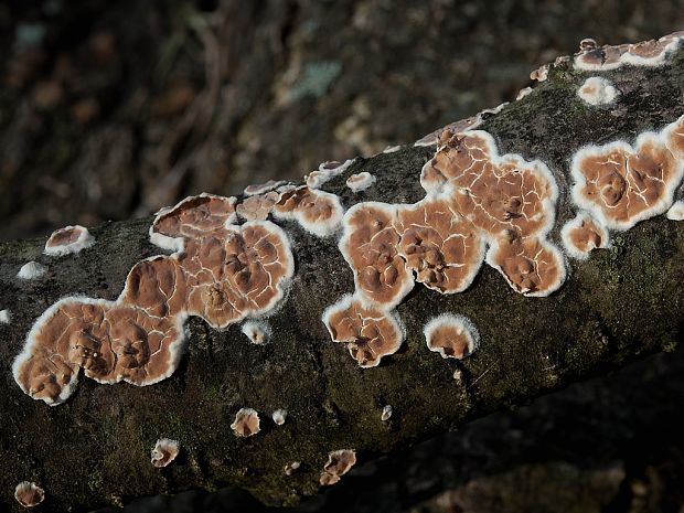 pukavec rozložitý Cylindrobasidium evolvens (Fr.) Jülich