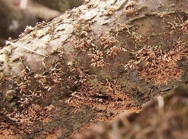 drevovček Howeov Hypoxylon howeanum Peck