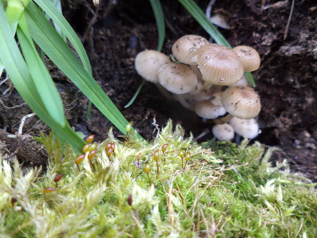 prilbička hnedosivá Mycena tintinnabulum (Paulet) Quél.