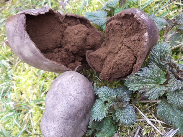 škárka kožovitá Mycenastrum corium (Guers.) Desv.