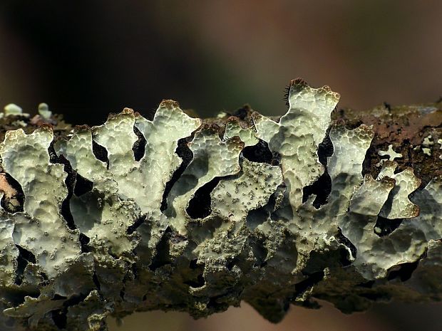 diskovka ryhovaná Parmelia sulcata Taylor