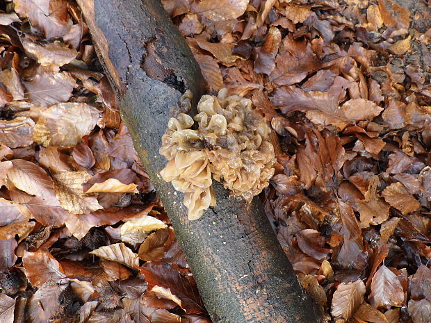 rôsolovka lupeňovitá Phaeotremella foliacea (Pers.) Wedin, J.C. Zamora & Millanes