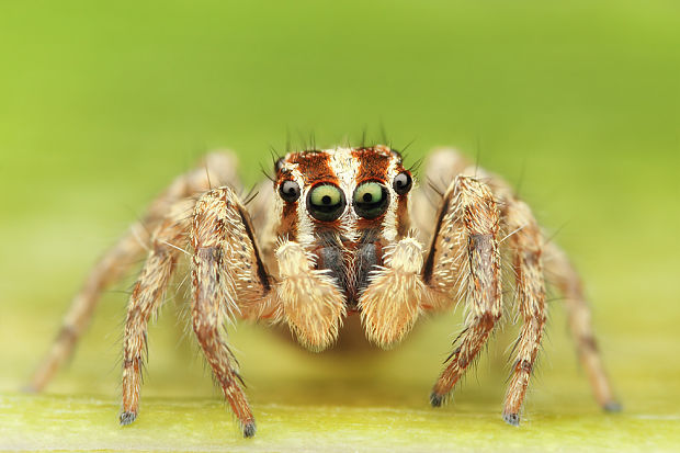 skákavka Paykullova Plexippus paykulli