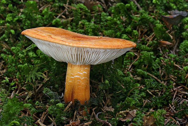 čírovka oranžová Tricholoma aurantium (Schaeff.) Ricken