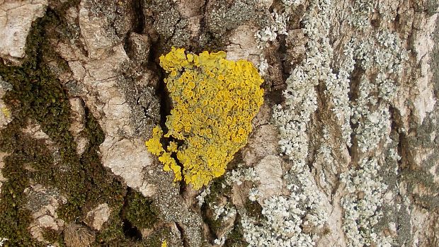 diskovník múrový Xanthoria parietina var. parietina