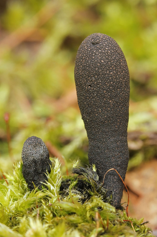 drevnatec kyjakovitý Xylaria polymorpha (Pers.) Grev.