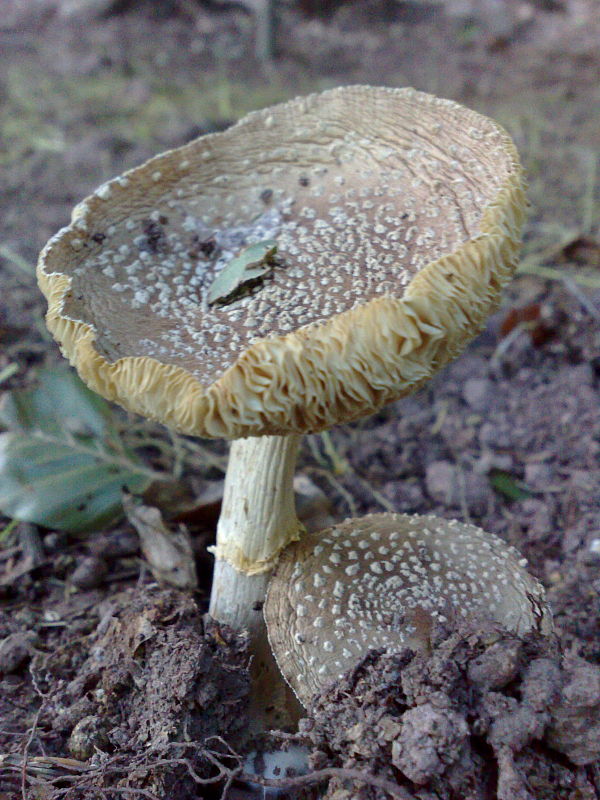 muchotrávka tigrovaná Amanita pantherina (DC.) Krombh.