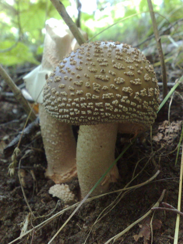 muchotrávka červenkastá Amanita rubescens Pers.