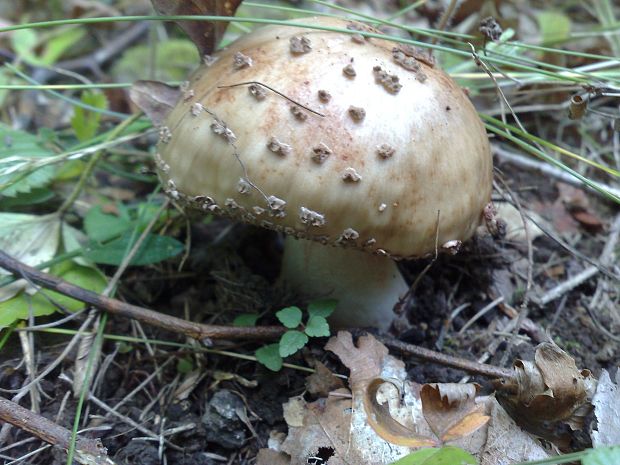 muchotravka červenkastá Amanita rubescens Pers.