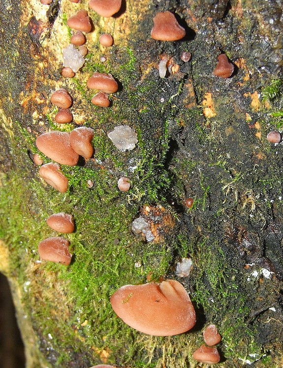 uchovec bazový Auricularia auricula-judae (Bull.) Quél.