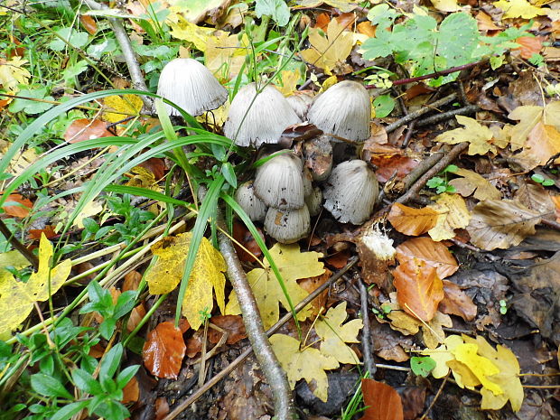 hnojník atramentový Coprinopsis atramentaria (Bull.) Redhead, Vilgalys & Moncalvo