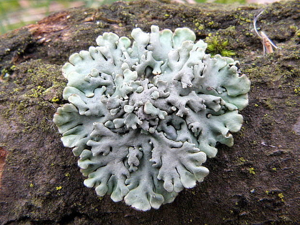 diskovka bublinatá Hypogymnia physodes (L.) Nyl.