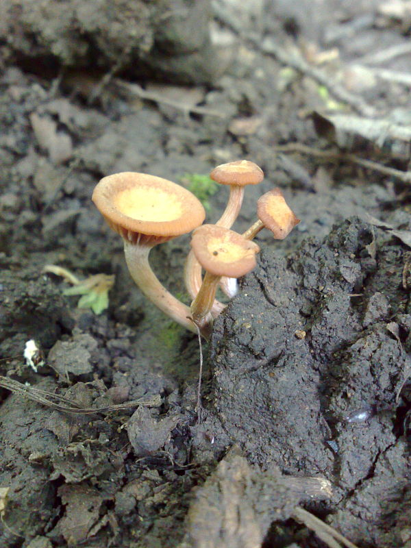 lakovka Laccaria sp.