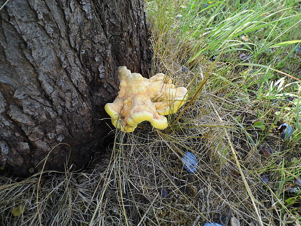 sírovec obyčajný Laetiporus sulphureus (Bull.) Murrill